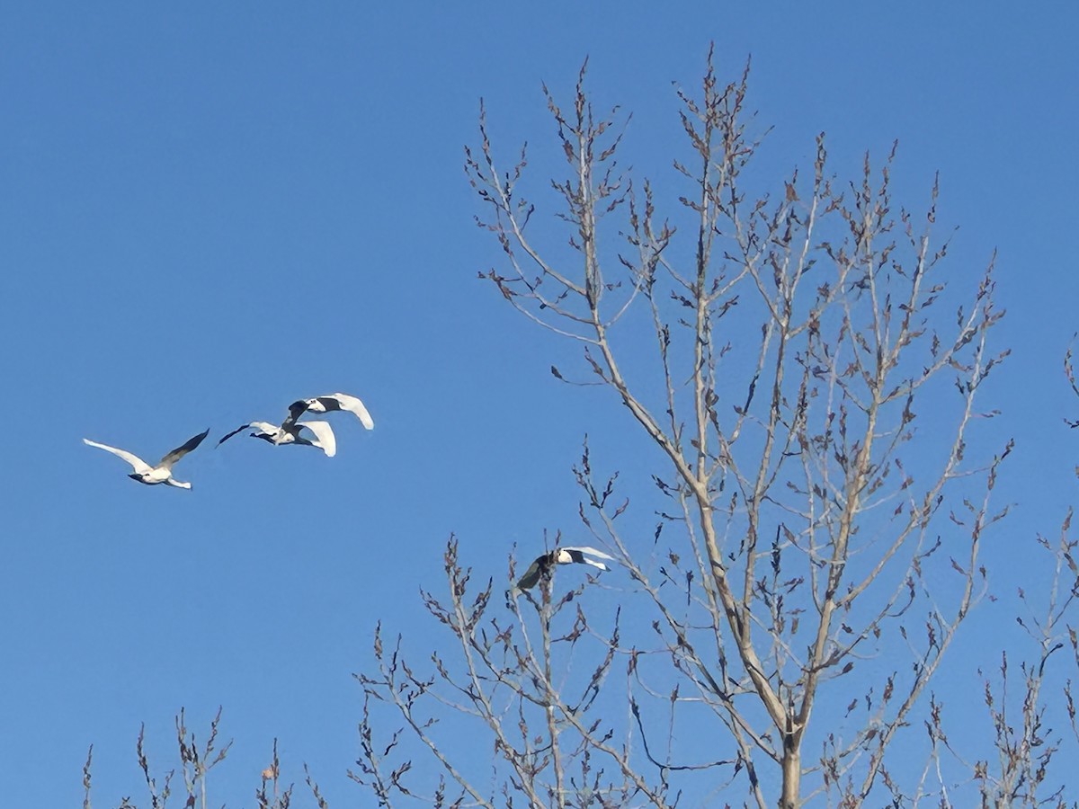 Tundra Swan - ML646077355