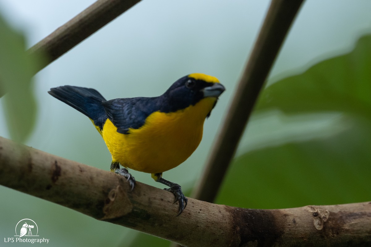 Yellow-crowned Euphonia - ML646077369