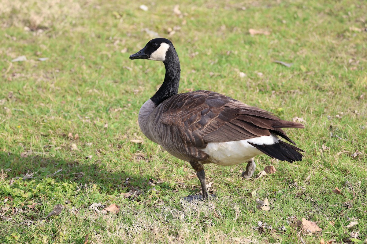 Canada Goose - ML646077370