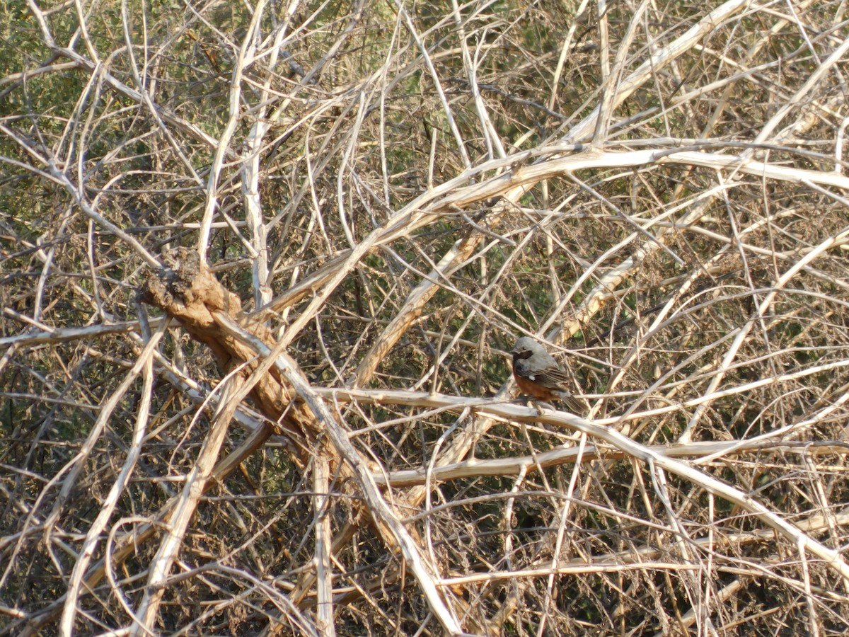 ノドグロヒメウソ - ML646077371