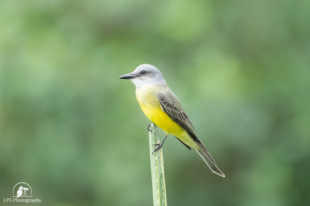 Tropical Kingbird - ML646077377