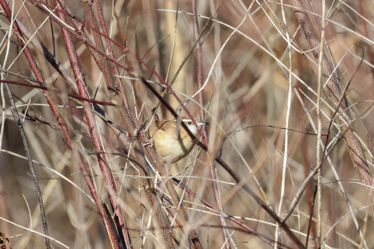 Carolina Wren - ML646077380