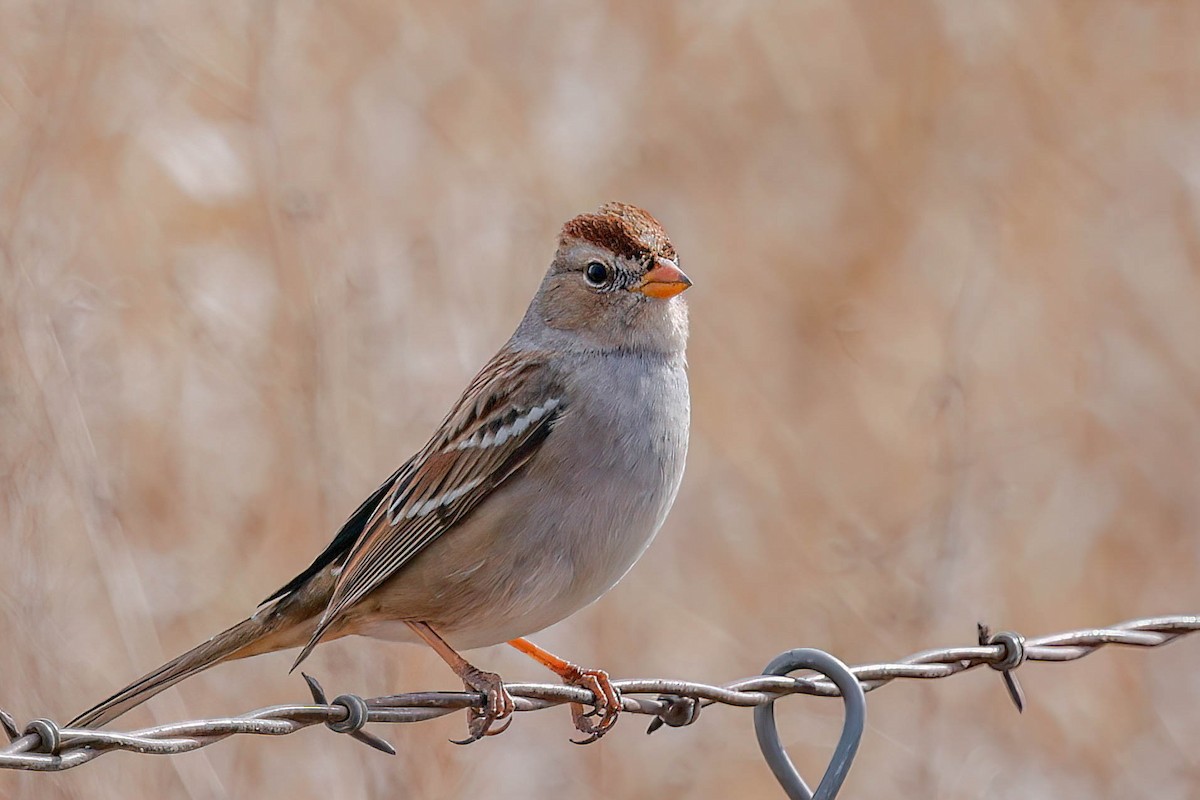 White-crowned Sparrow - ML646077381
