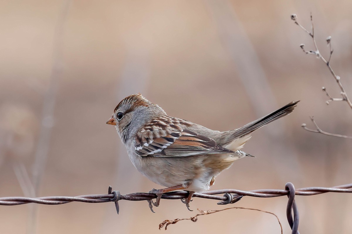 White-crowned Sparrow - ML646077382