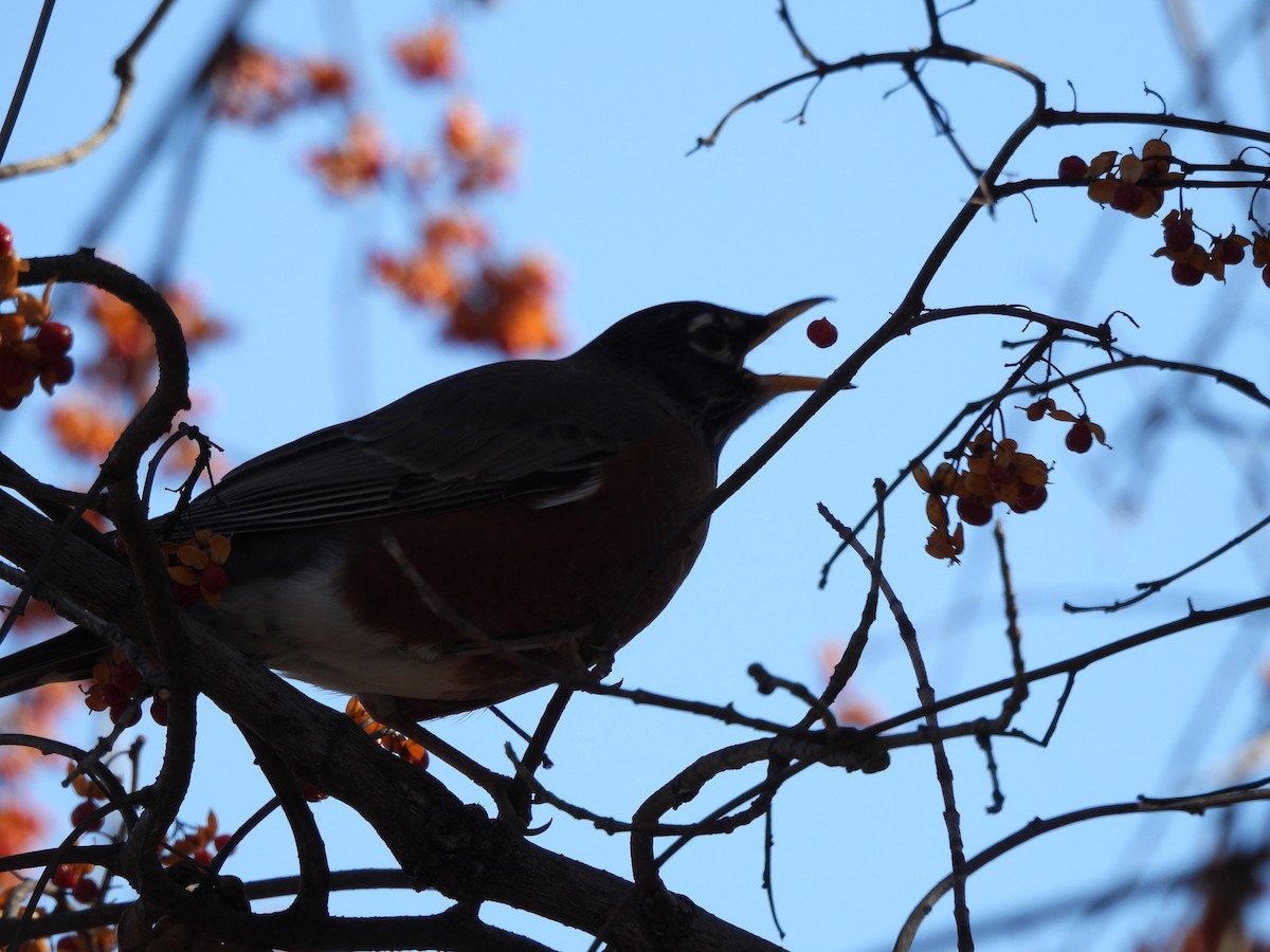 American Robin - ML646077383
