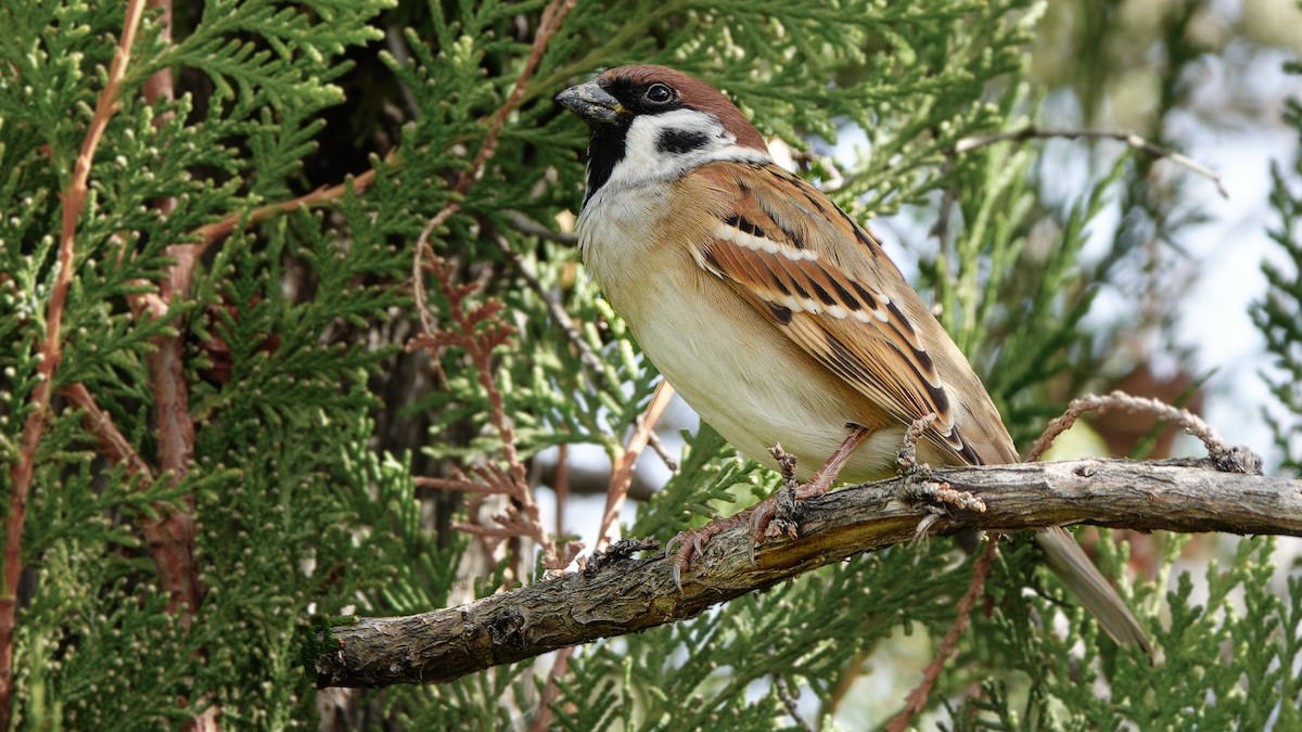 Eurasian Tree Sparrow - ML646077384