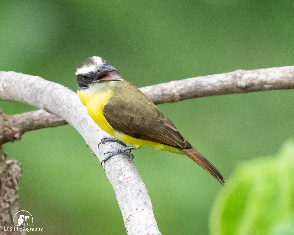 Starkschnabel-Maskentyrann - ML646077386