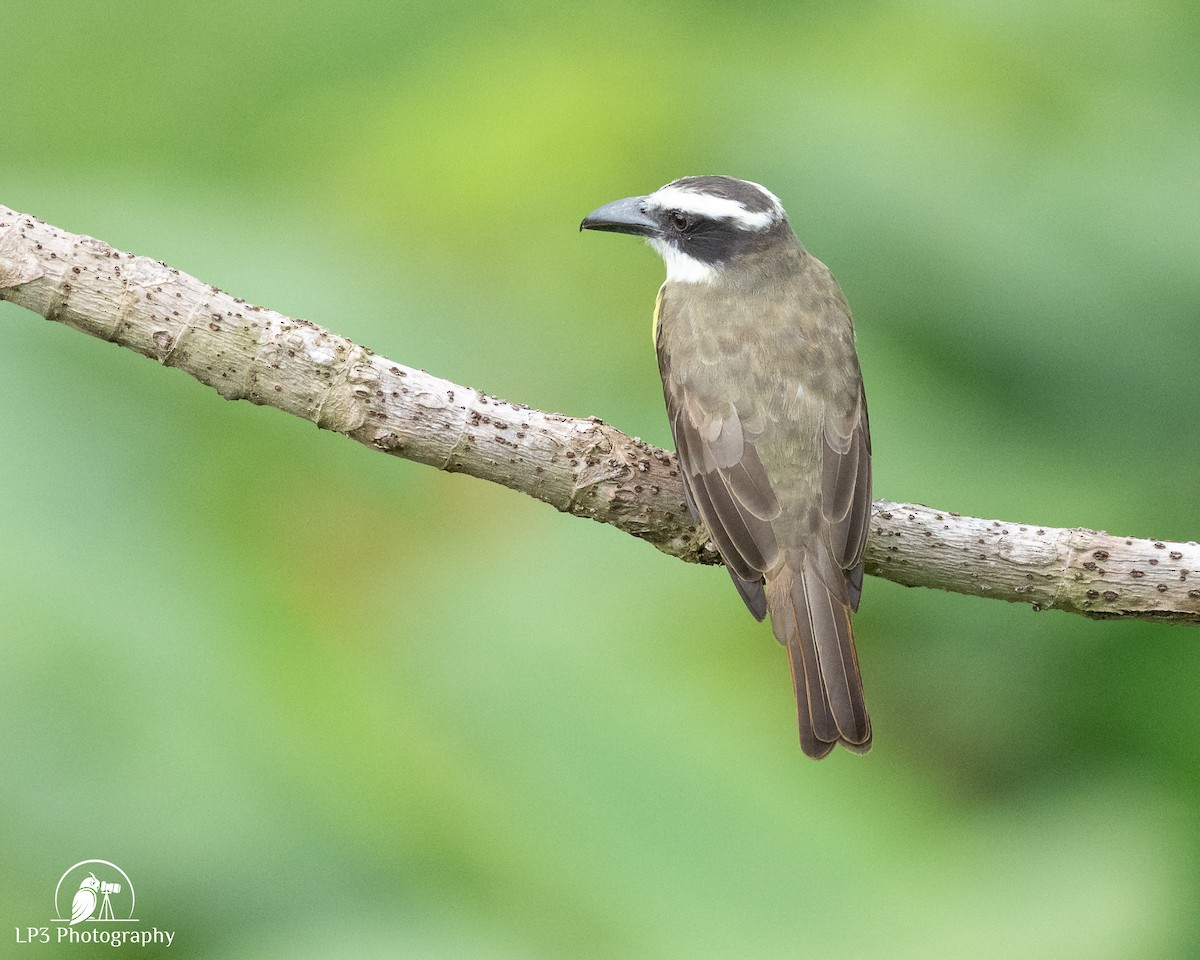 Starkschnabel-Maskentyrann - ML646077387