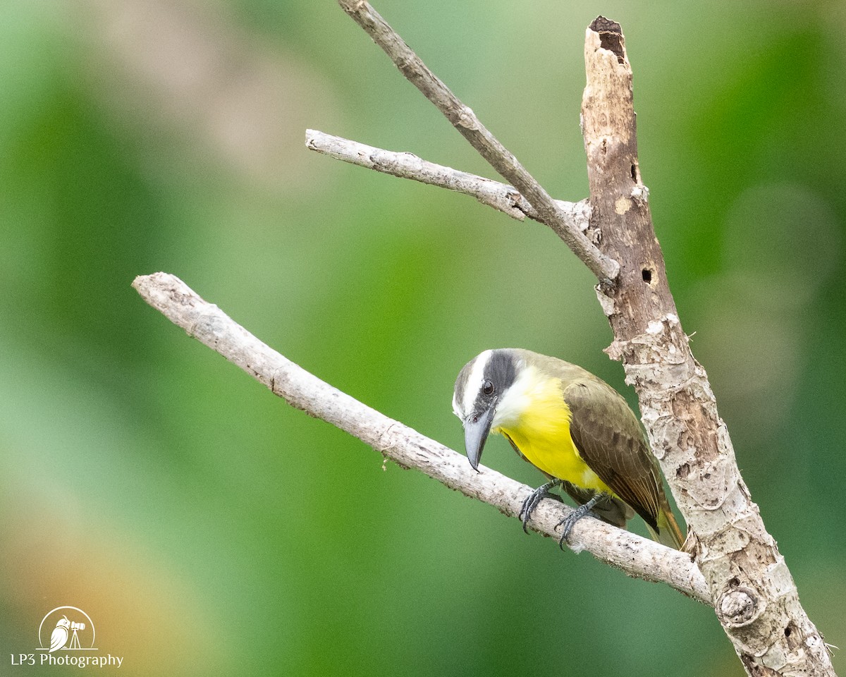 Starkschnabel-Maskentyrann - ML646077389