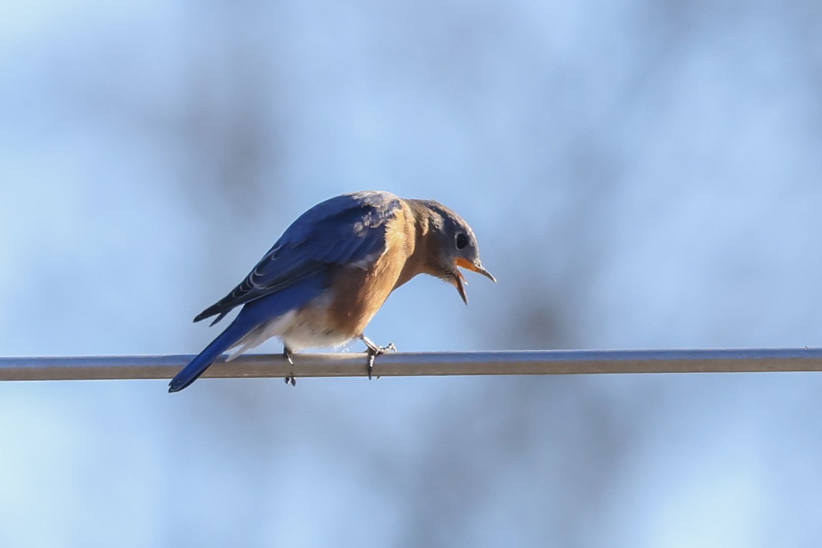 Eastern Bluebird - ML646077390