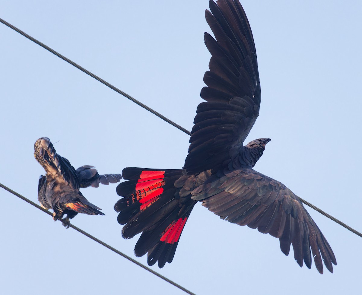 Red-tailed Black-Cockatoo - ML646077391