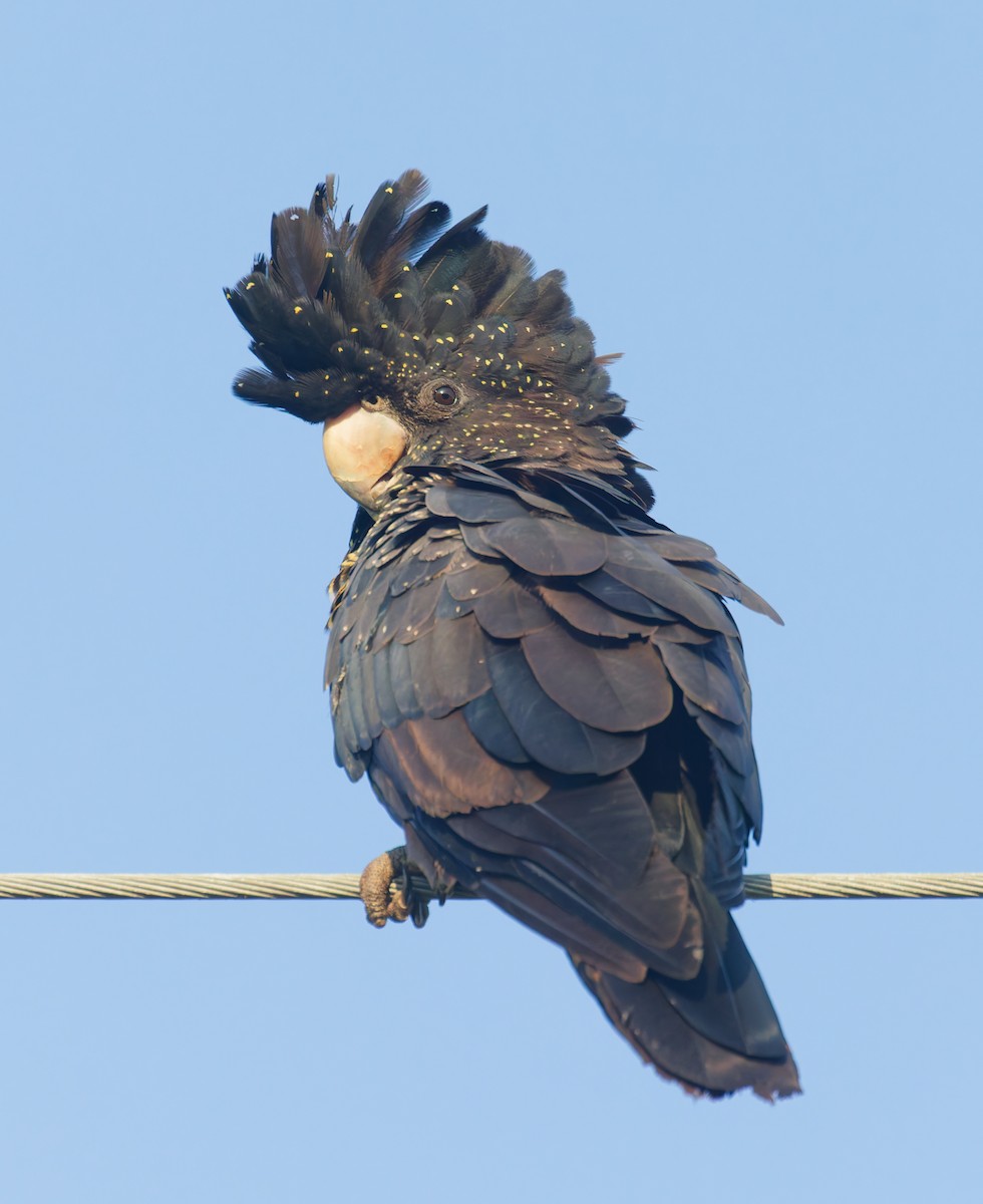 Red-tailed Black-Cockatoo - ML646077392