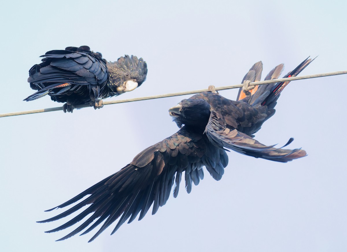Red-tailed Black-Cockatoo - ML646077393