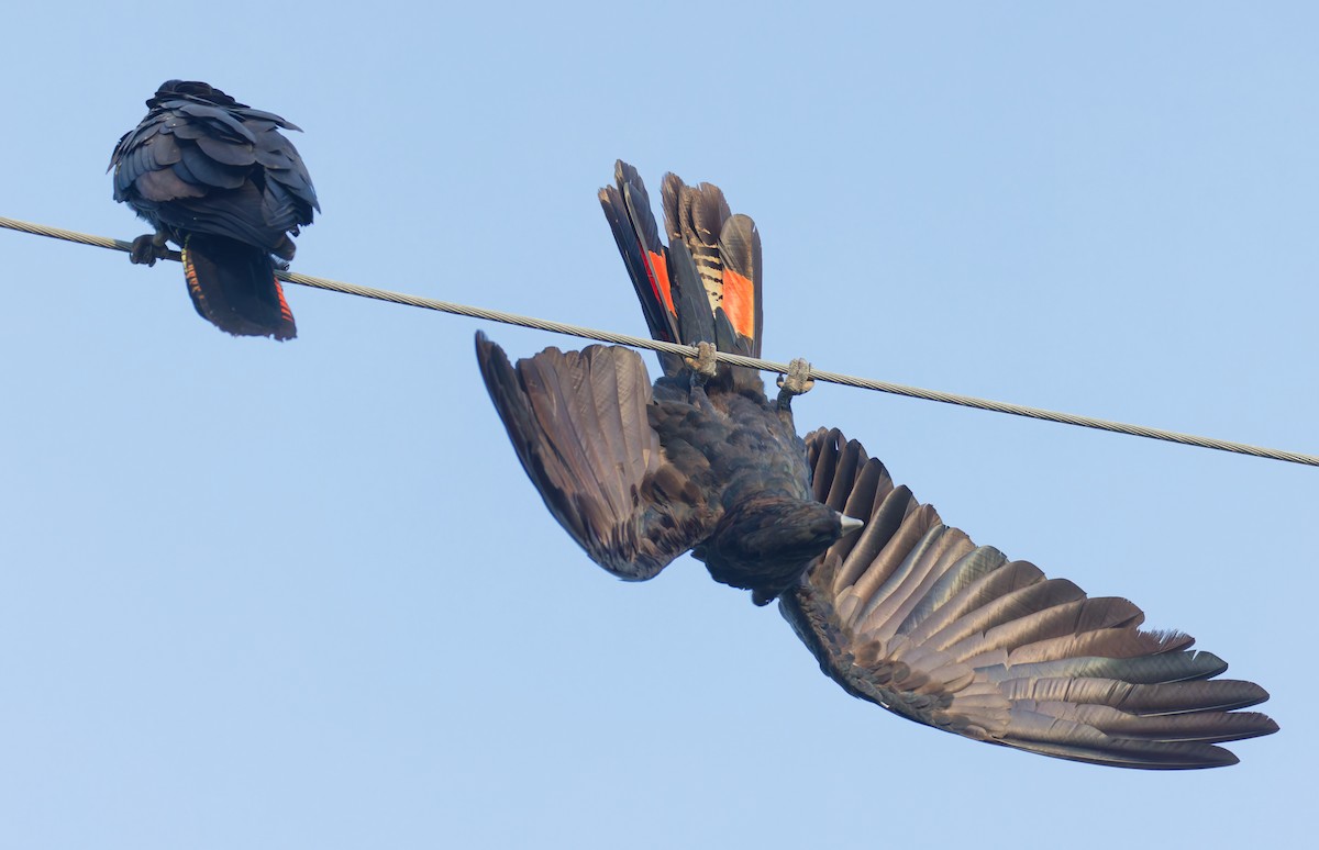 Red-tailed Black-Cockatoo - ML646077394