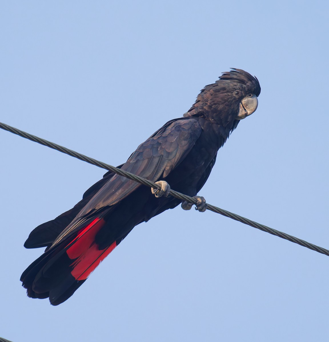 Red-tailed Black-Cockatoo - ML646077395