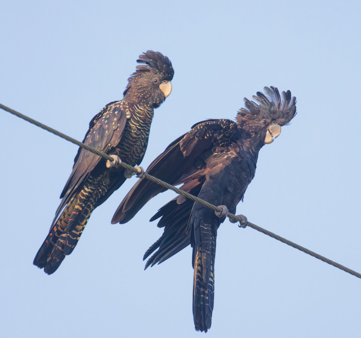 Red-tailed Black-Cockatoo - ML646077396