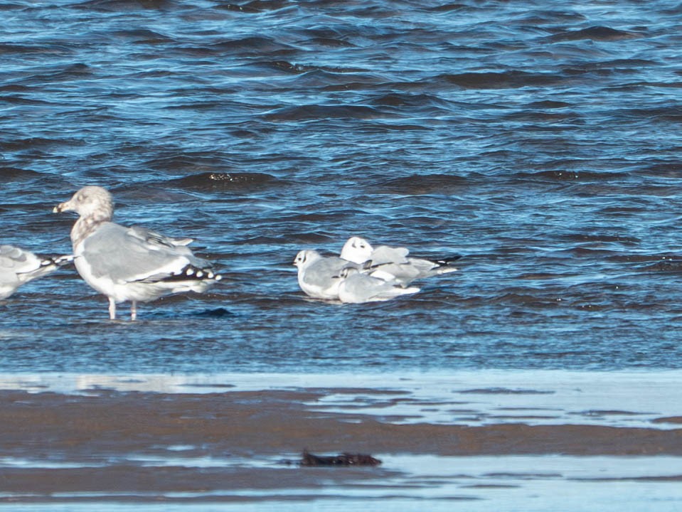 Little Gull - ML646077398