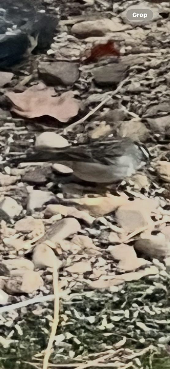 White-crowned Sparrow - ML646077407