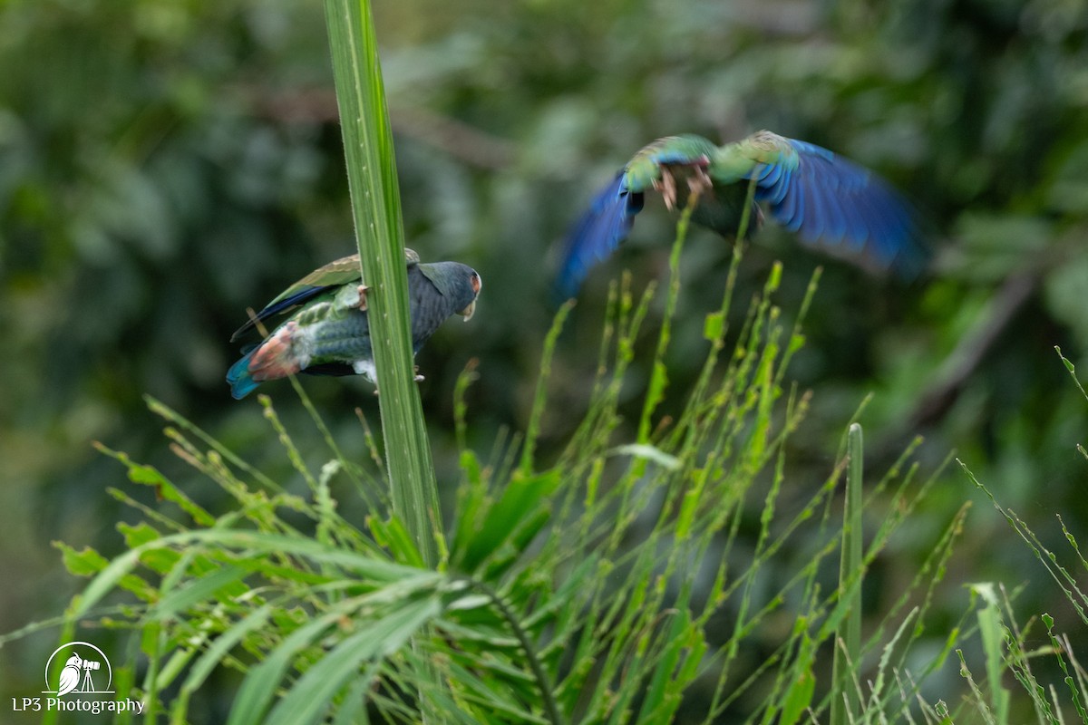 White-crowned Parrot - ML646077410