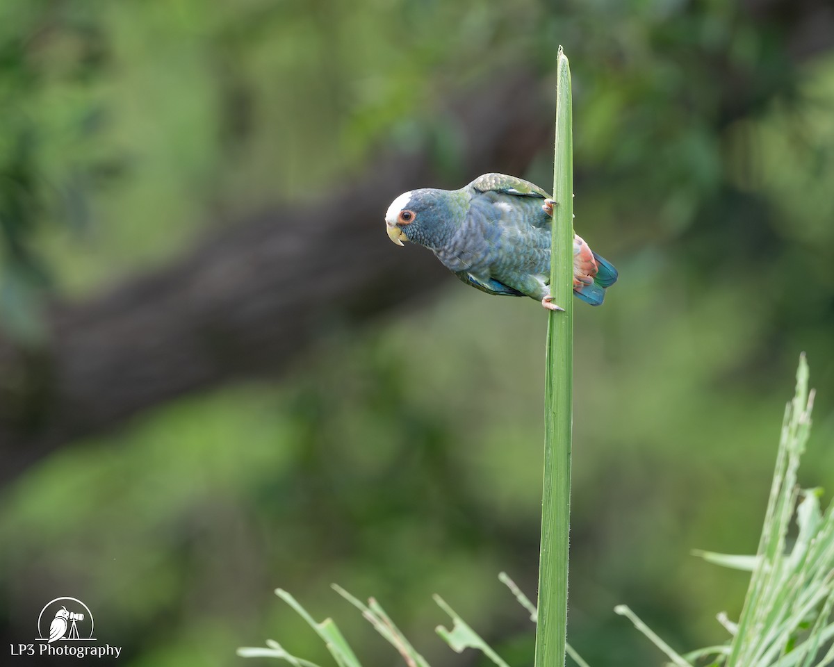 White-crowned Parrot - ML646077411