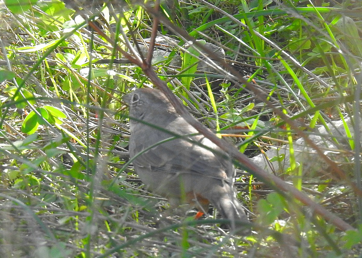 Canyon Towhee - ML646077412