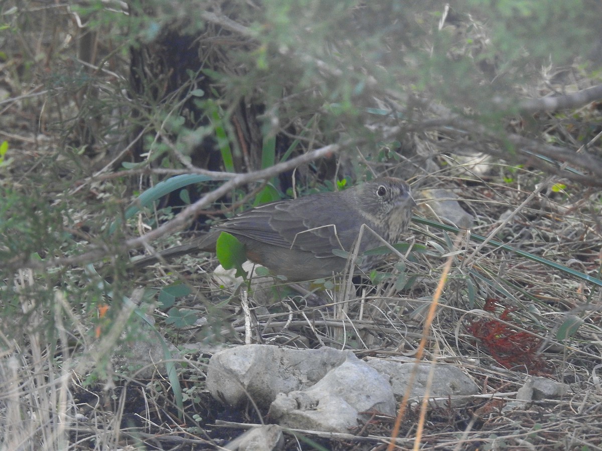 Canyon Towhee - ML646077413