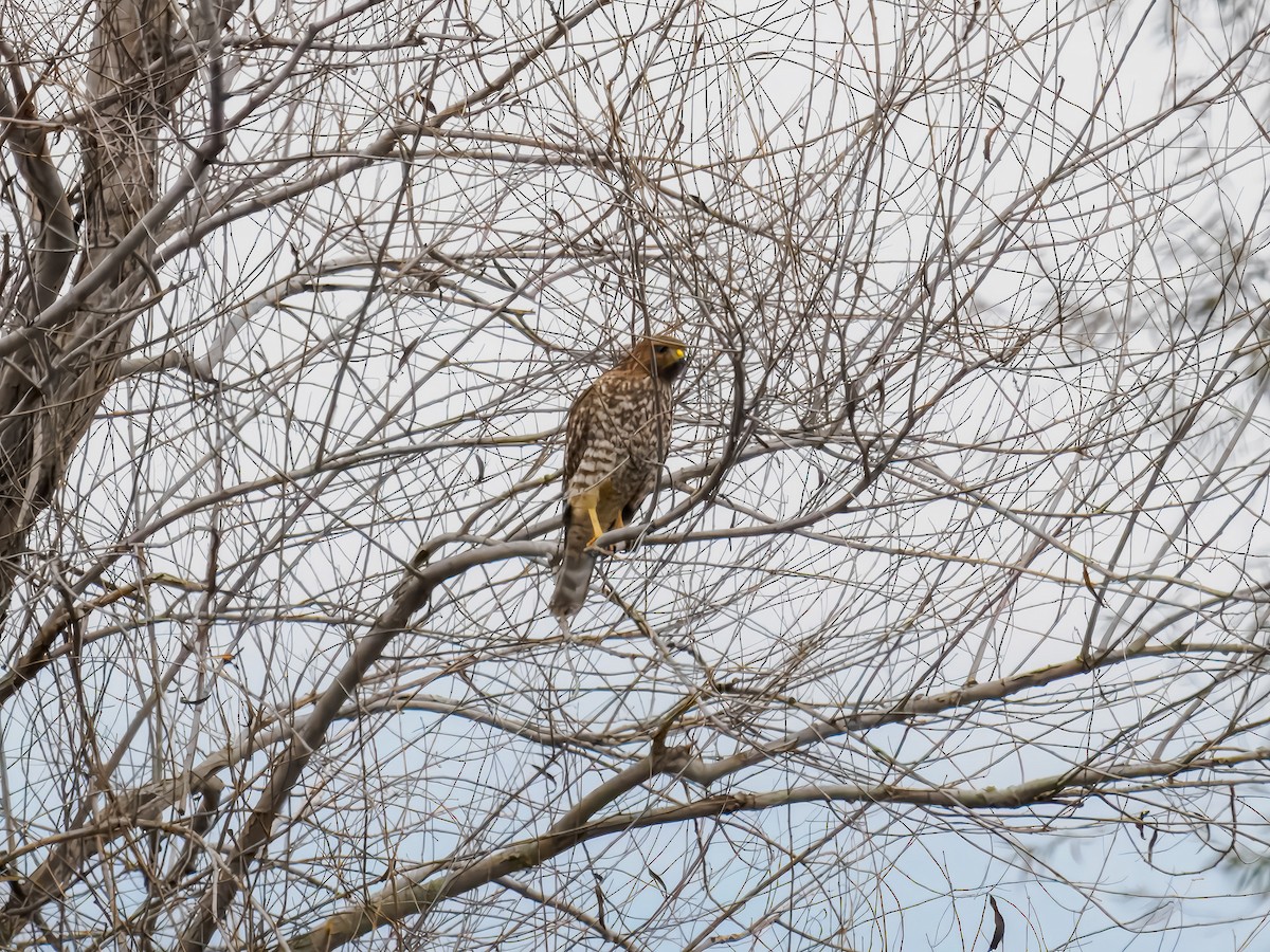 Red-tailed Hawk - ML646077414