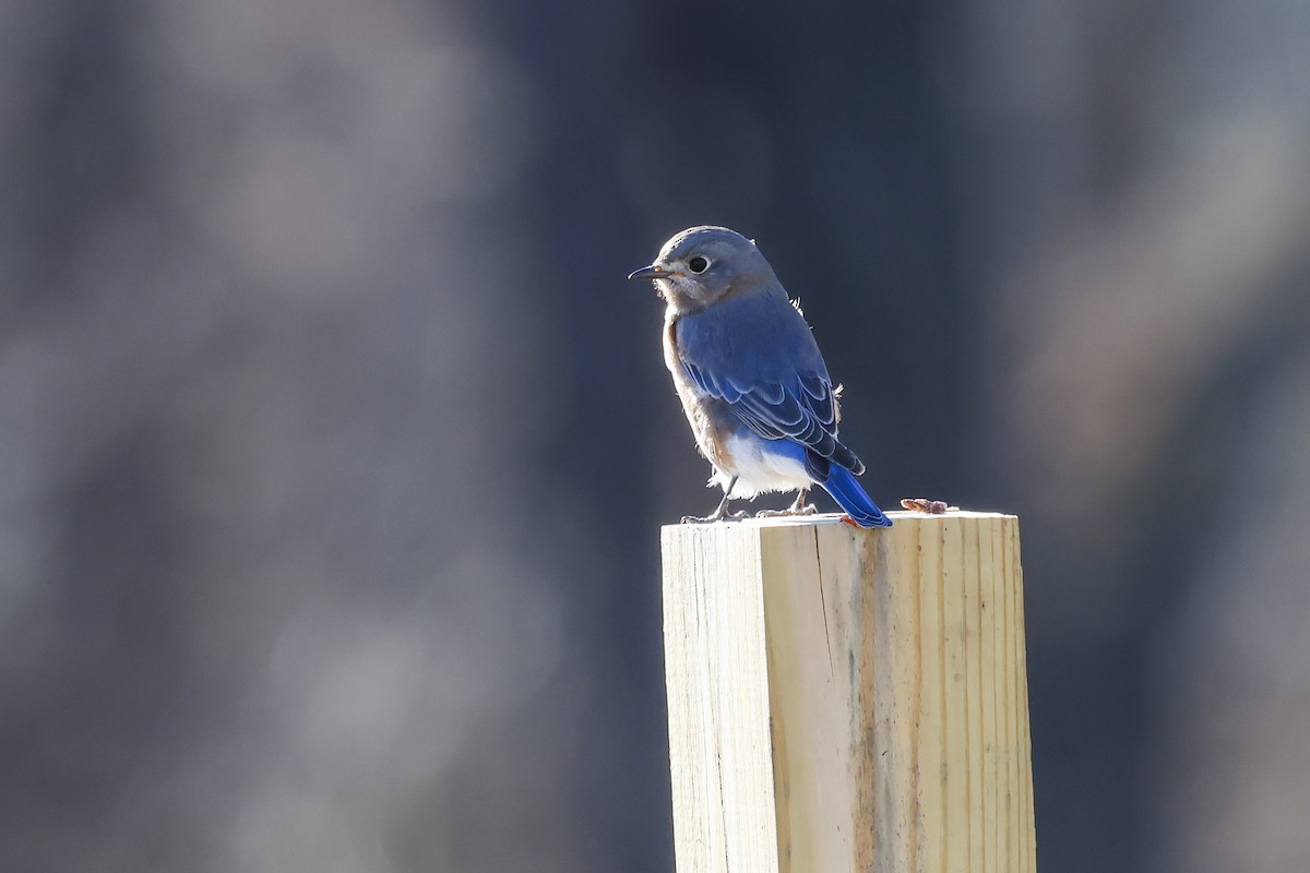 Eastern Bluebird - ML646077416