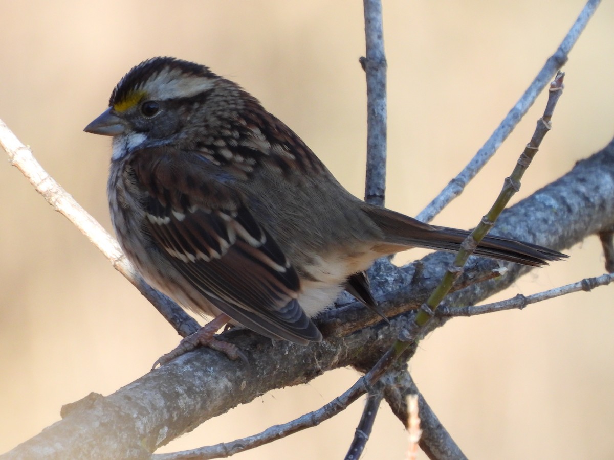 White-throated Sparrow - ML646077417