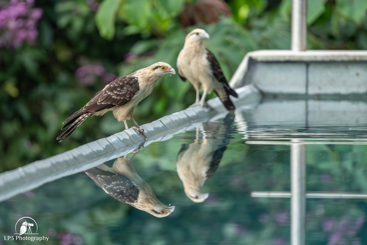 Yellow-headed Caracara - ML646077419