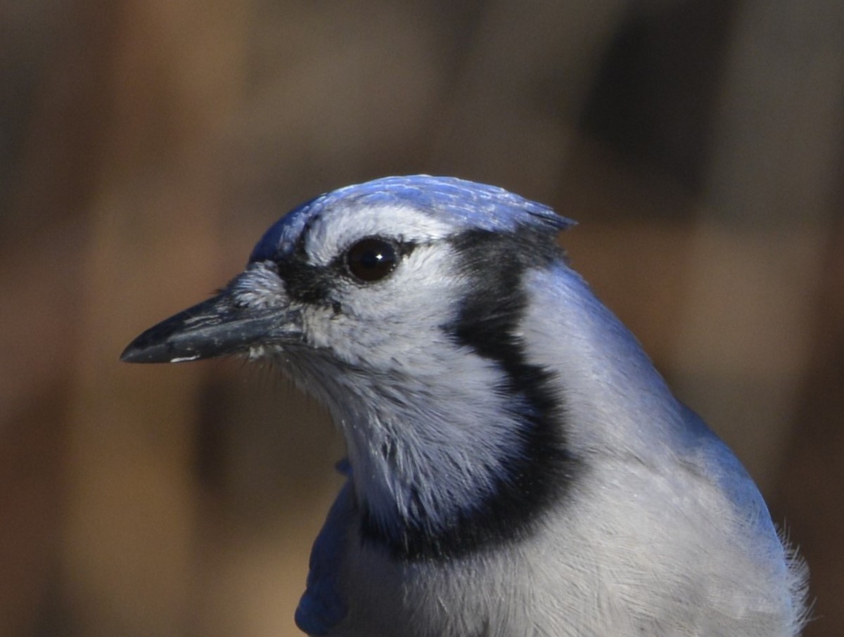 Blue Jay - ML646077420