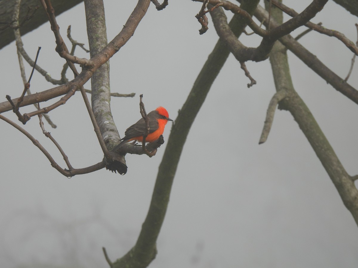 Vermilion Flycatcher - ML646077422