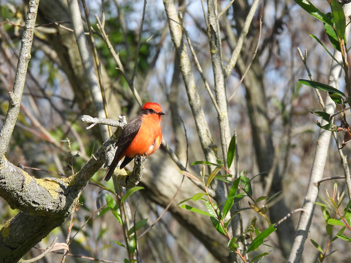 Vermilion Flycatcher - ML646077424
