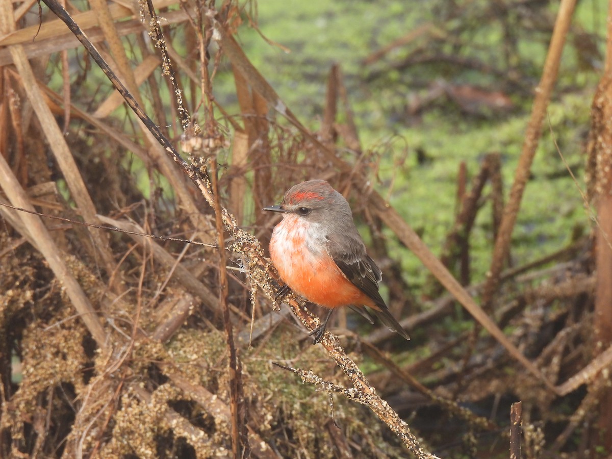 Vermilion Flycatcher - ML646077425