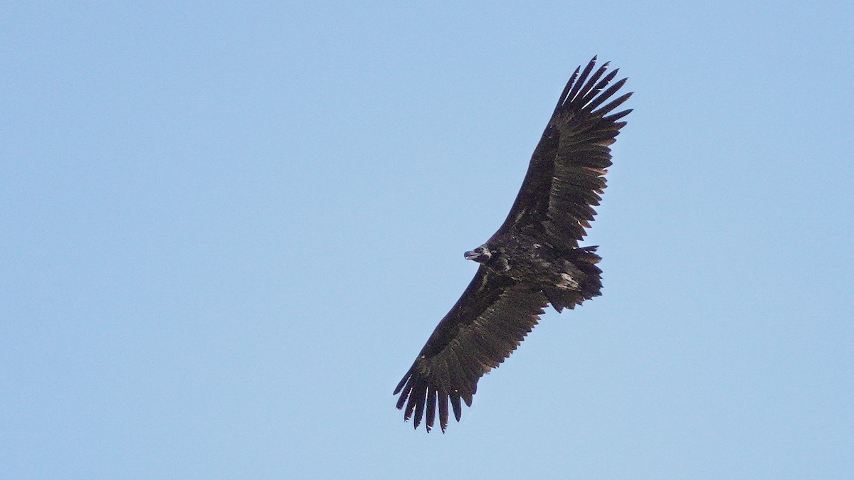 Sai beltza - ML646077431