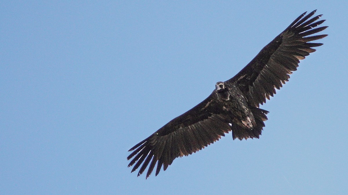 Sai beltza - ML646077432