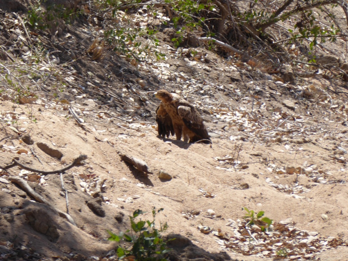 Tawny Eagle - ML646077439