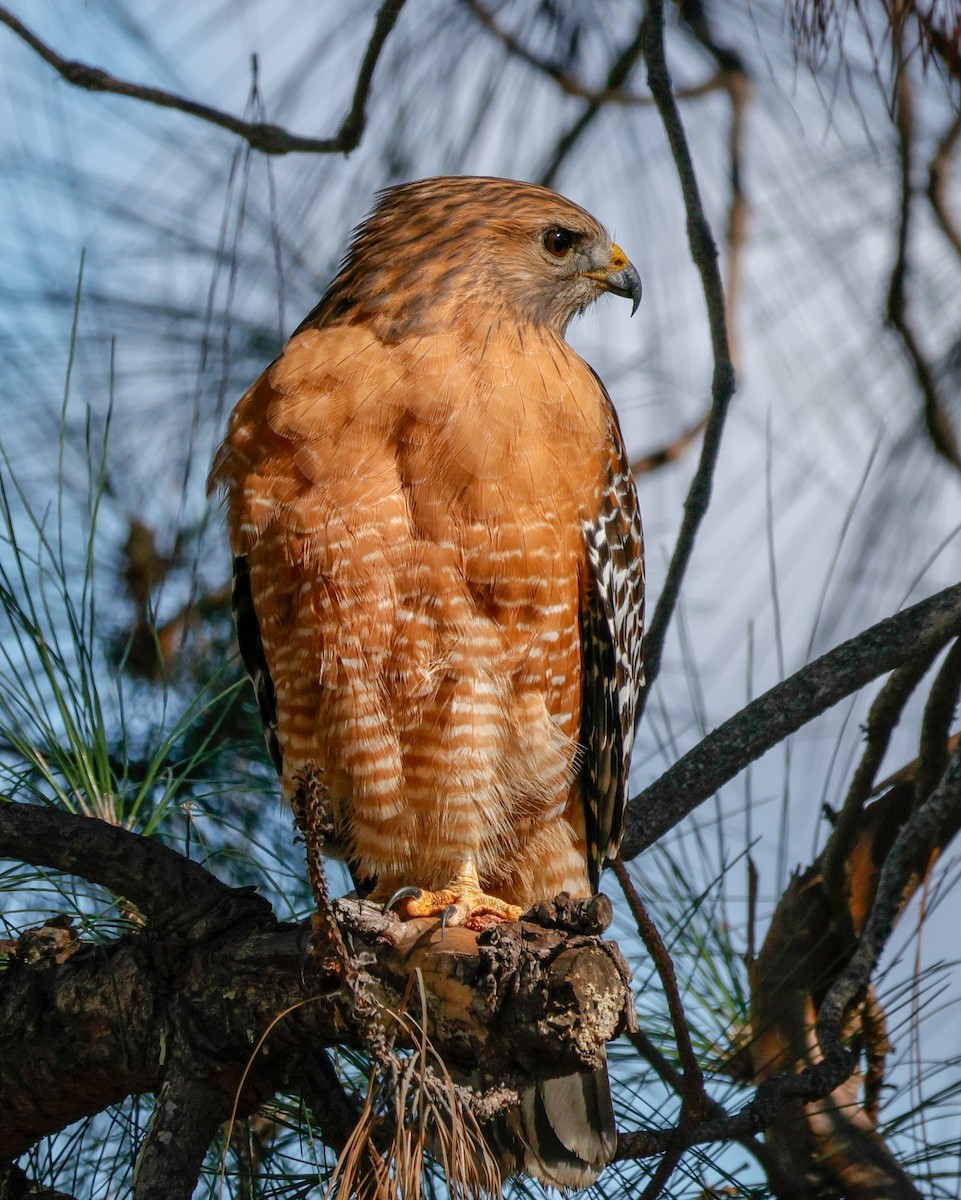 Red-shouldered Hawk - ML646077441