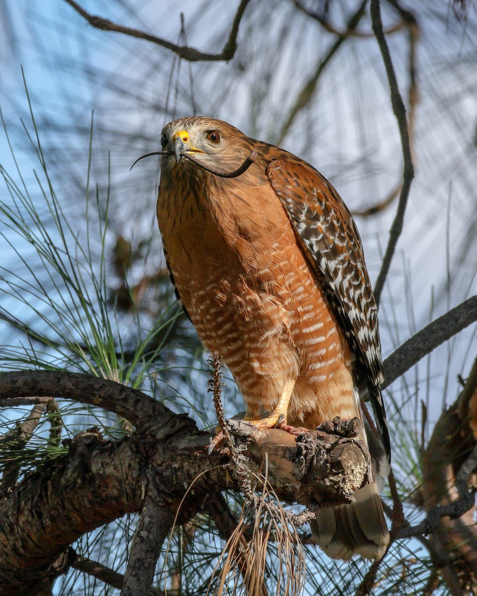 Red-shouldered Hawk - ML646077445