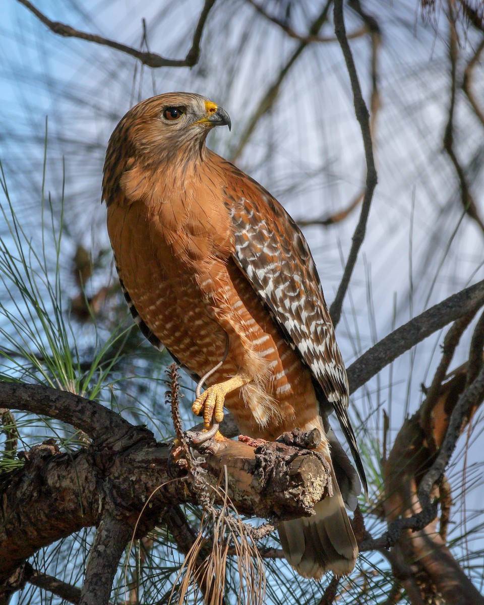 Red-shouldered Hawk - ML646077446