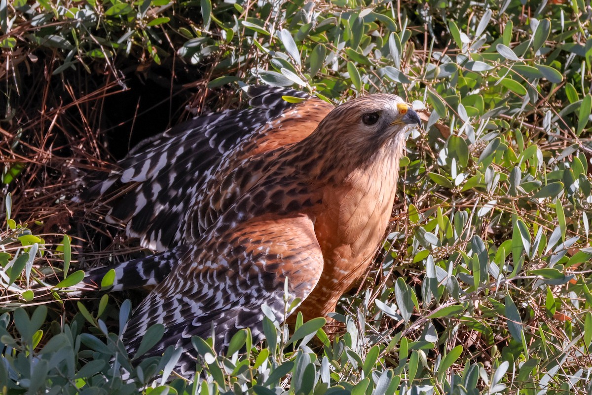 Red-shouldered Hawk - ML646077447