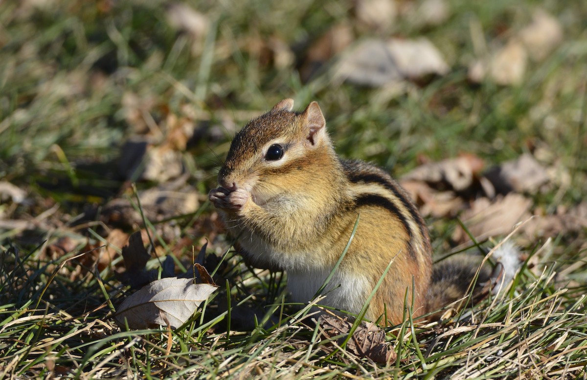 Eastern Chipmunk - ML646077469