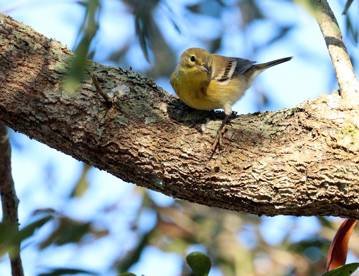 Reinita del Pinar - ML646077476