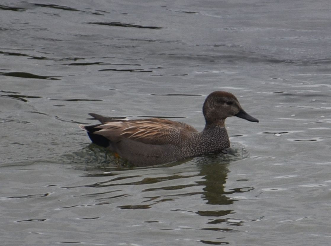 Серая утка - ML646077488