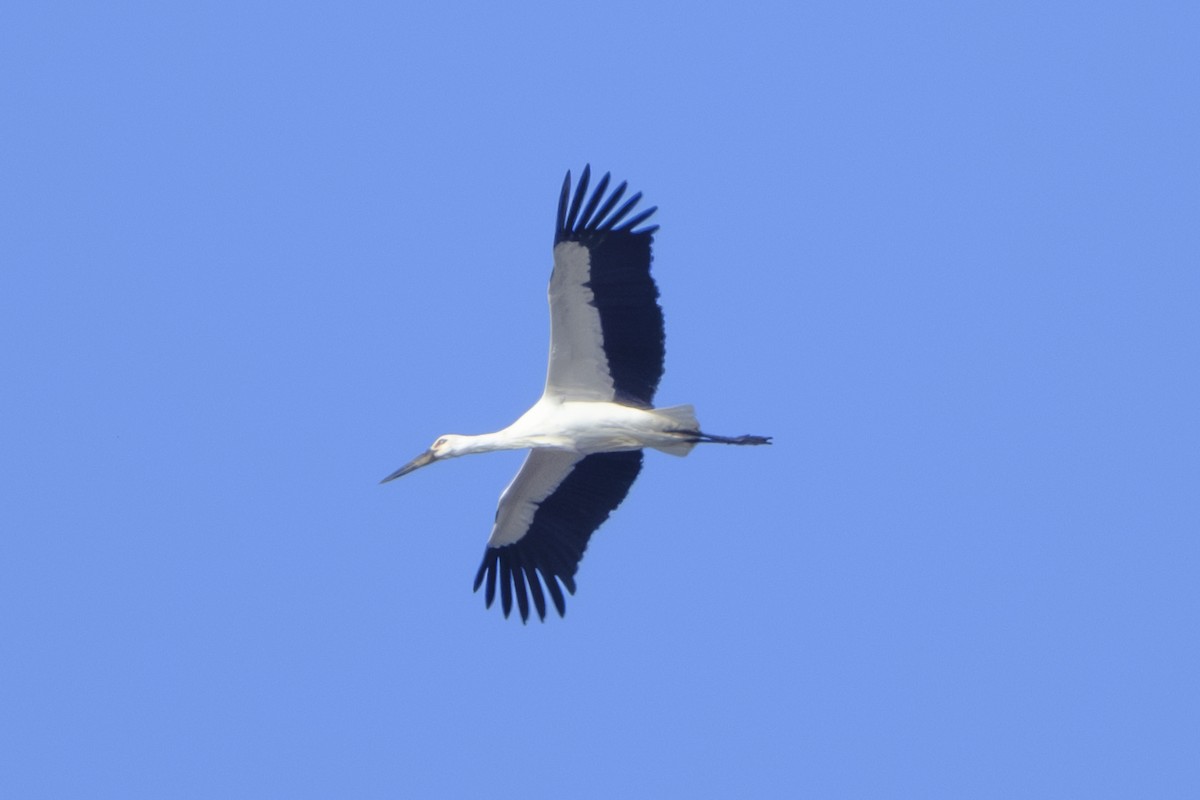 Oriental Stork - ML646077489