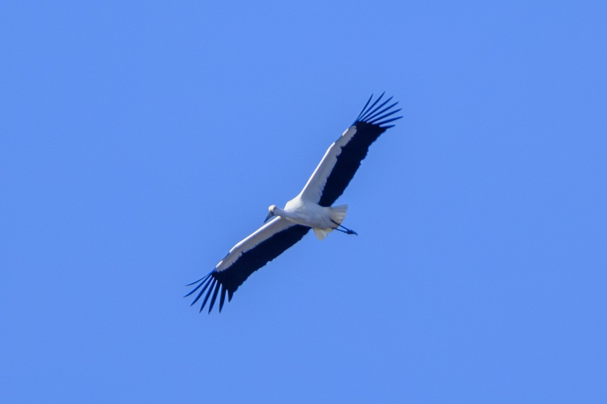 Oriental Stork - ML646077490