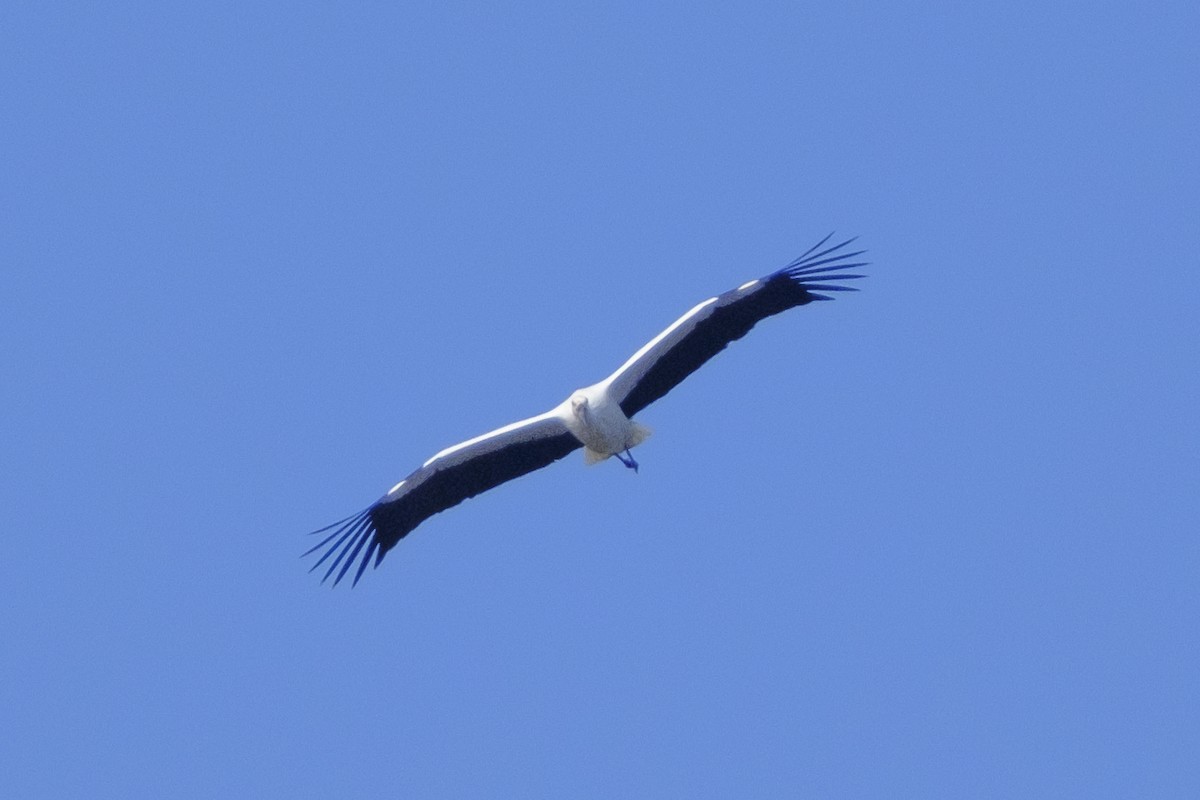Oriental Stork - ML646077491