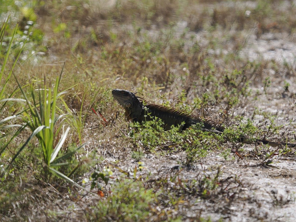 綠鬣蜥 - ML646077501