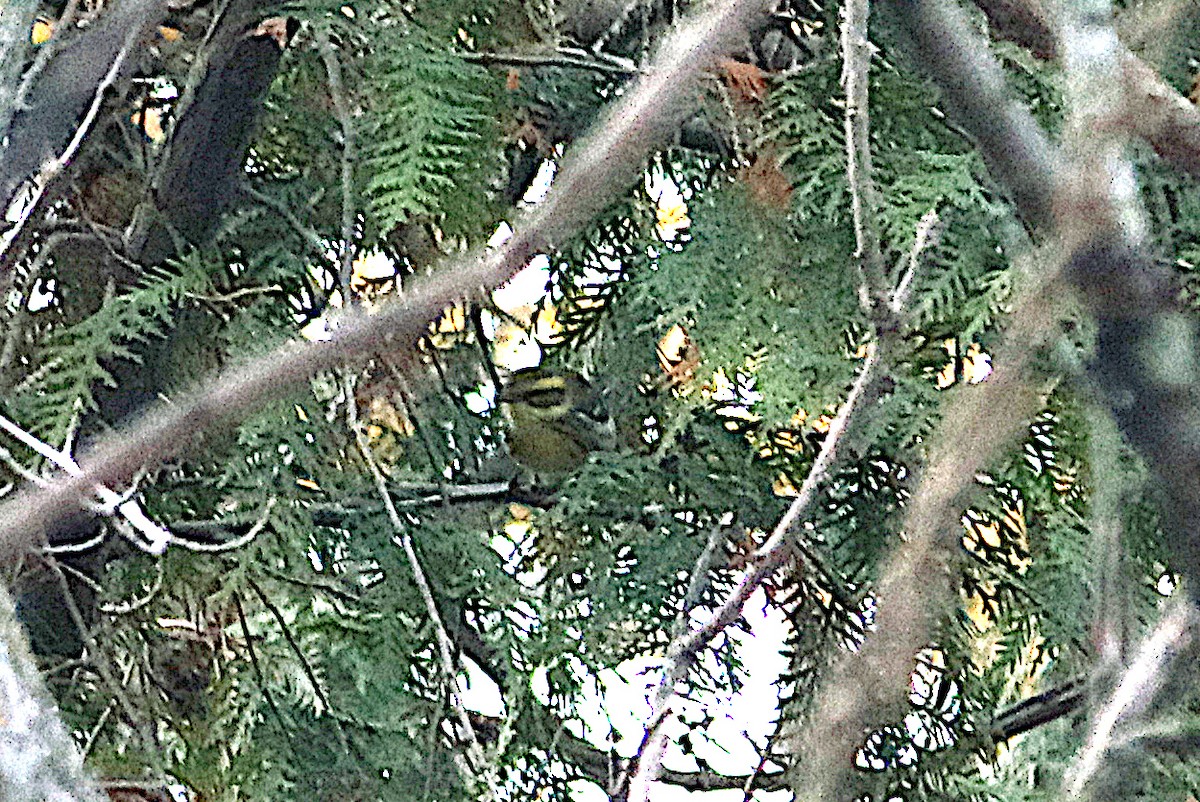Townsend's Warbler - ML646077502