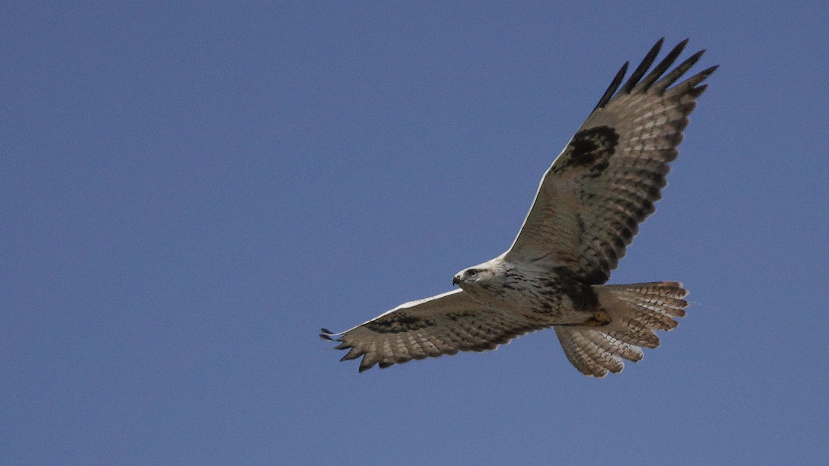 Common Buzzard (Steppe) - ML646077506
